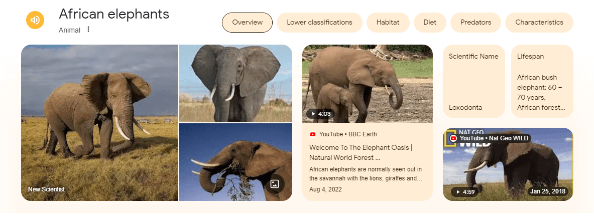 African Elephants Info